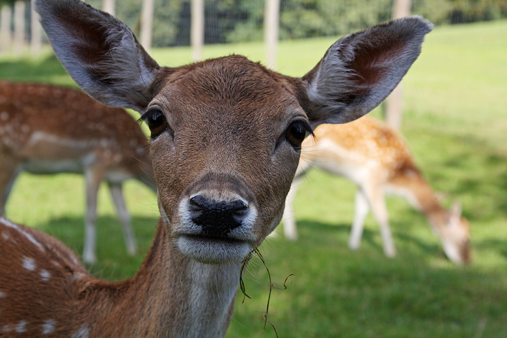 Beim Fressen gestrt?