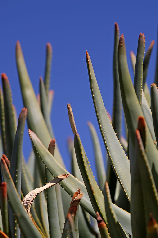 Hartlaubvegetation