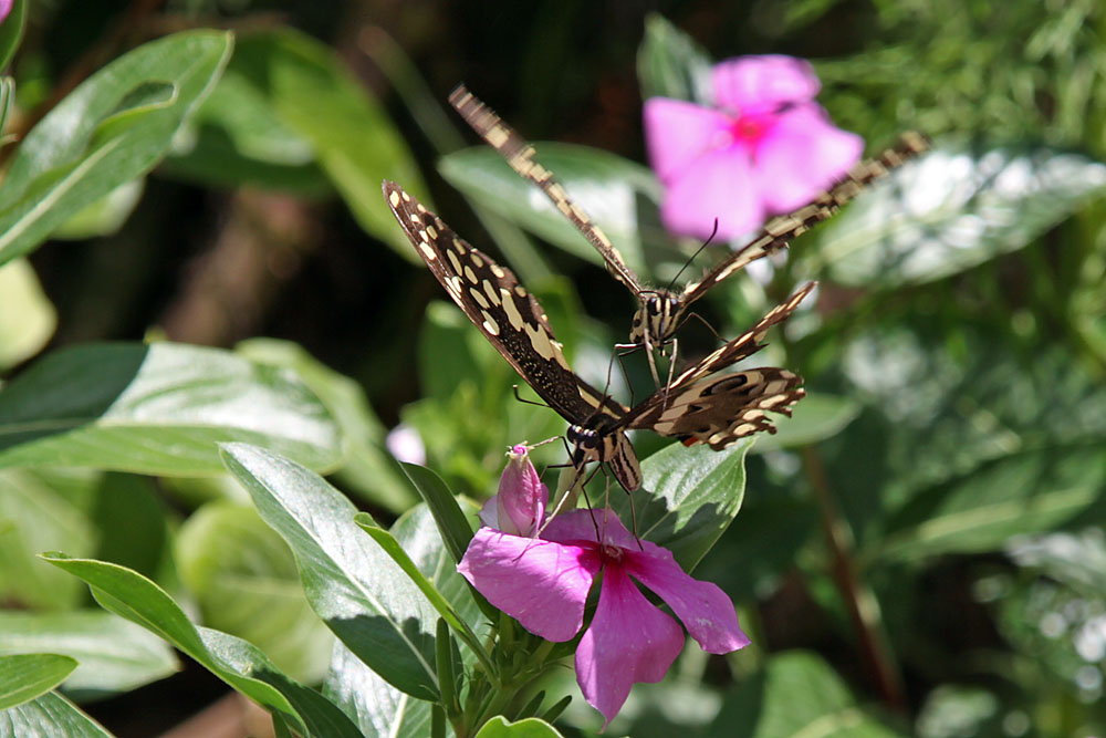 Schmetterlingehe