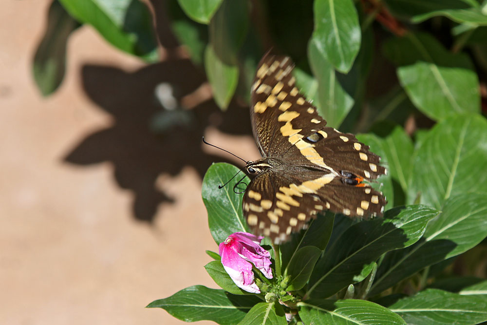 Schmetterling II