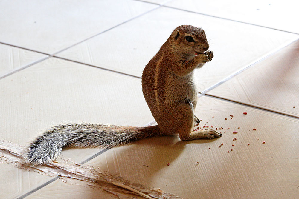 Ground Squirrel