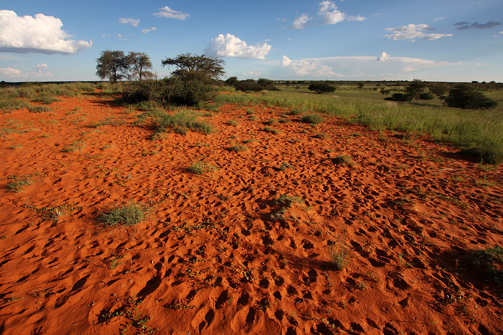 Roter Sand der Kalahari - Auf Safari III