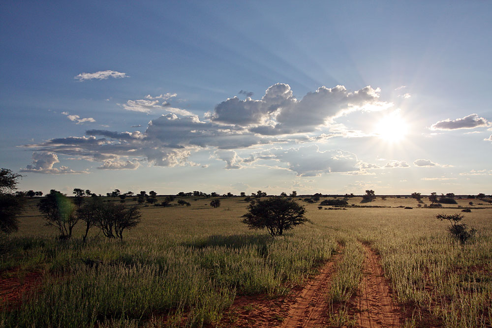 Sunset - Auf Safari IV