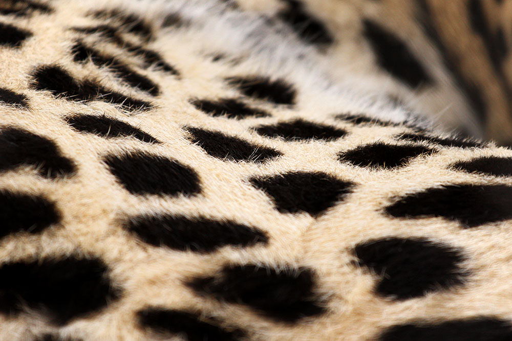 Leopard Fur