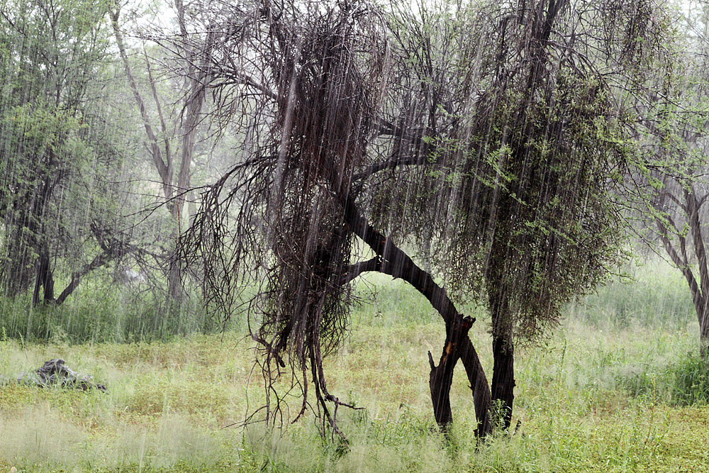 Hard Rain