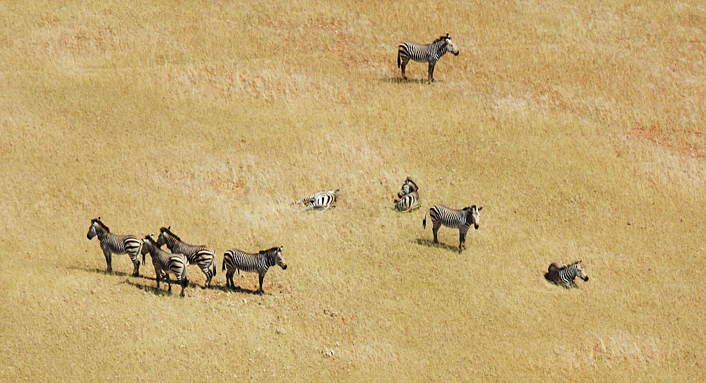 Wilde Zebras