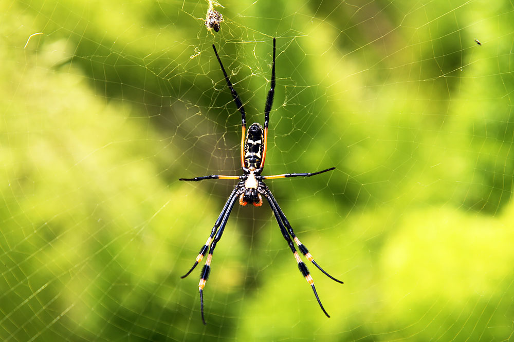 Vorsicht, Spinne!