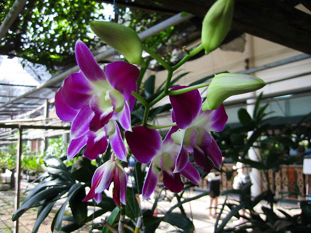 thailand 2006 0026