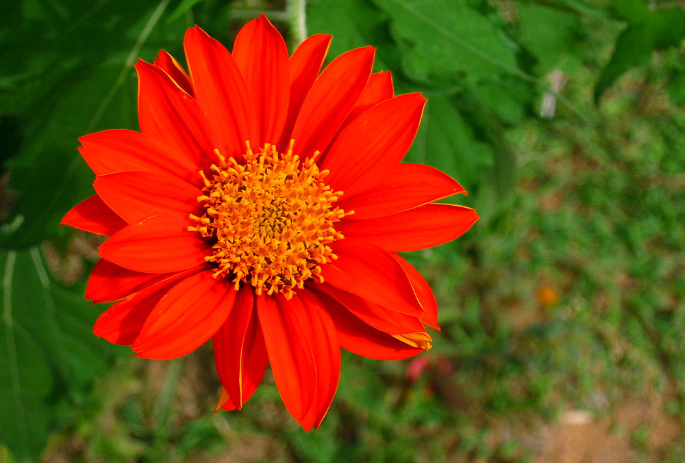 thailand 2006 0094