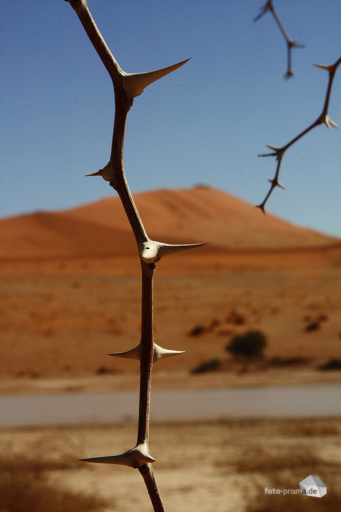 Dornen und Sand