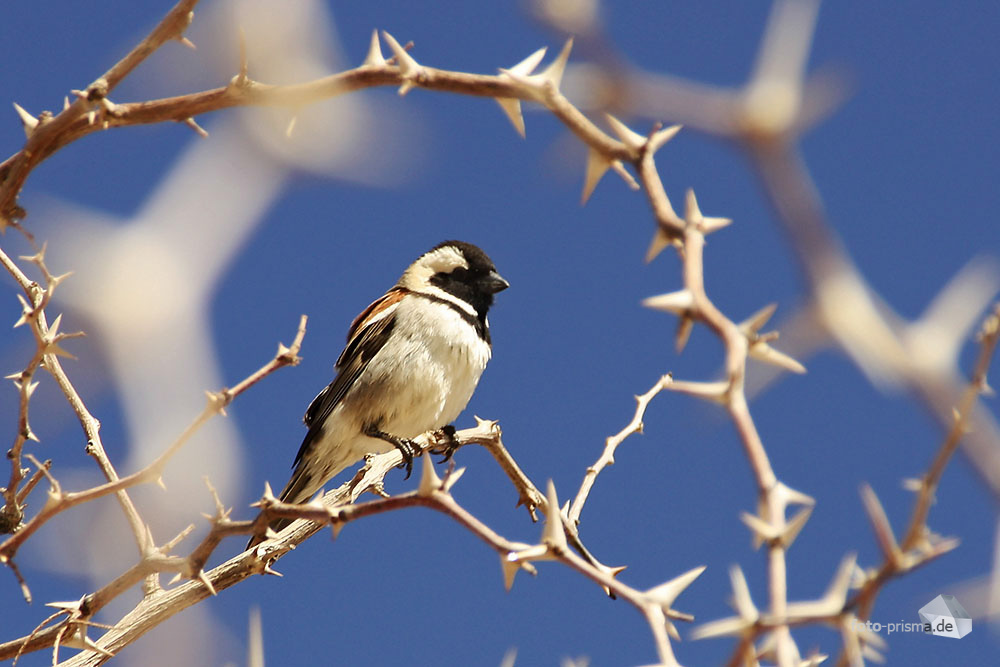 "Dornenspatz"