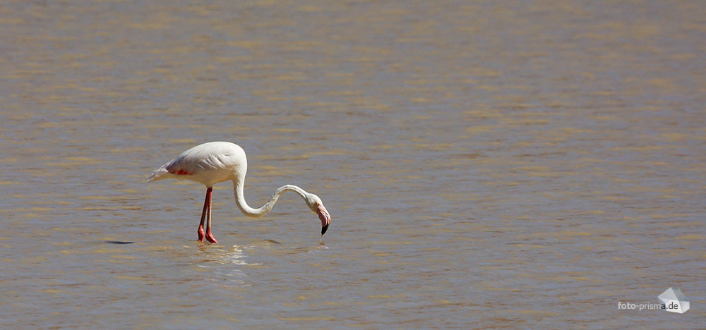 Eifrige Nahrungssuche im Vlei