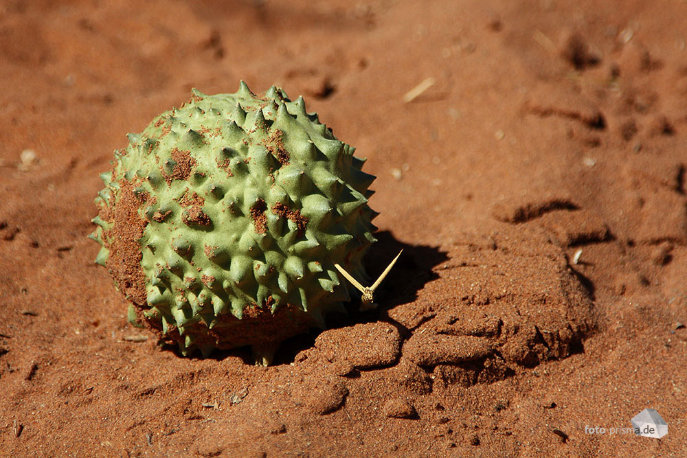 Frucht der Nara