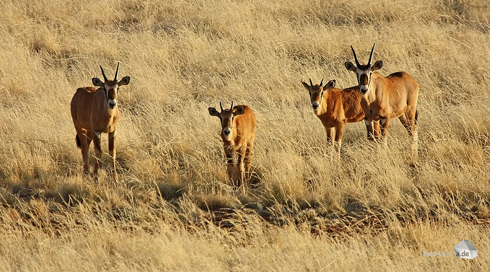 Oryx-Nachwuchs