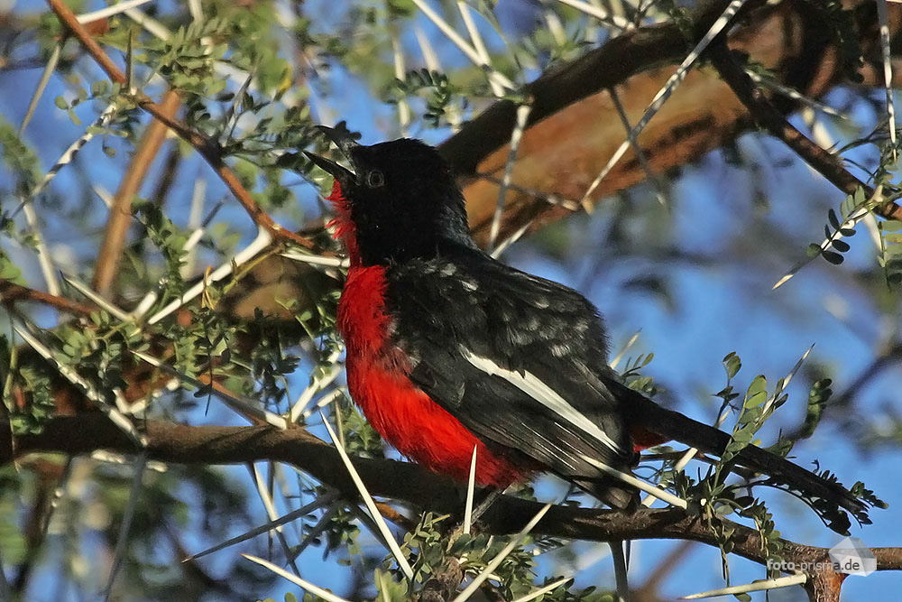 Roter Bauch