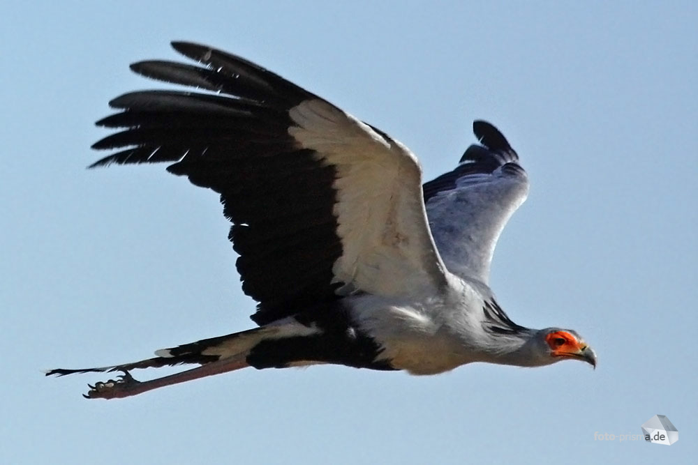 Sekretr im Anflug