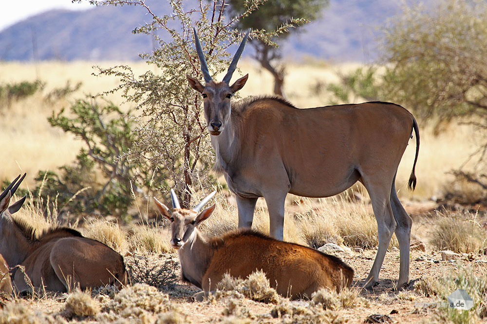 Elands im Schatten