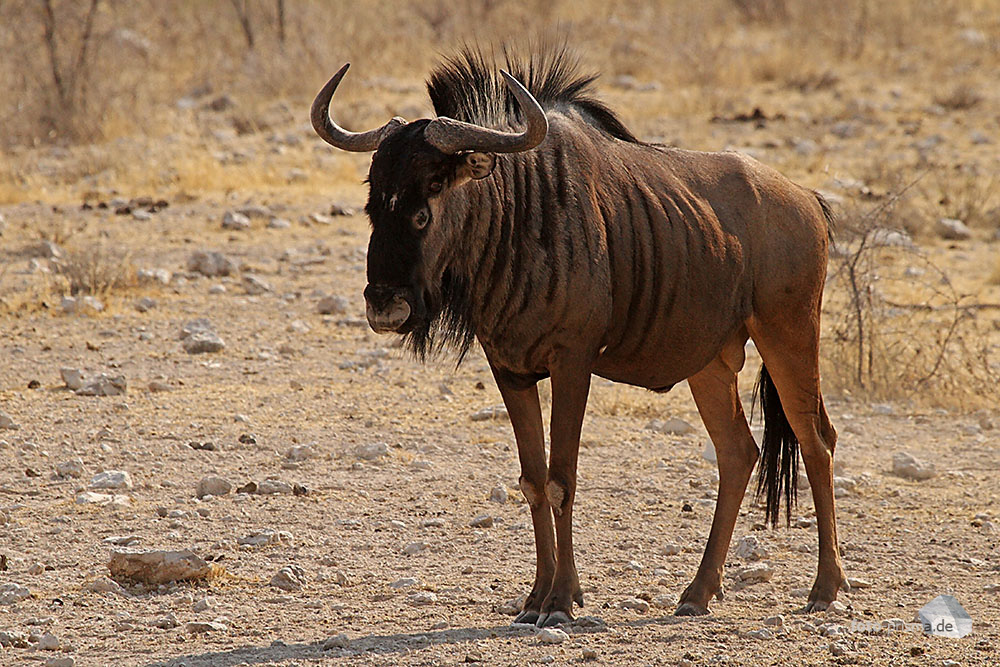 Aufmerksames Gnu