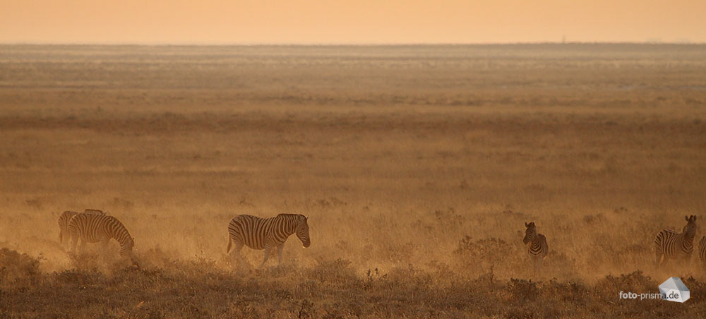 Abendstimmung im Etosha I