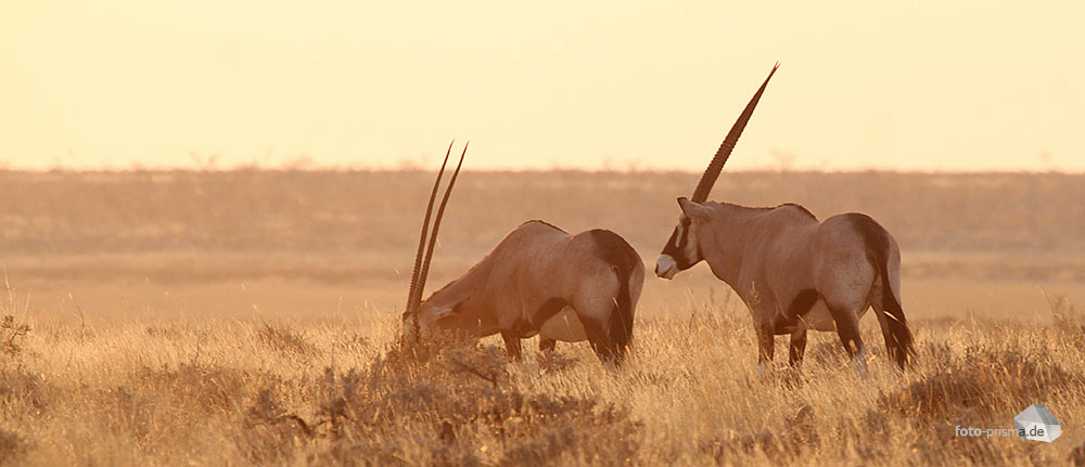 Abendstimmung im Etosha I