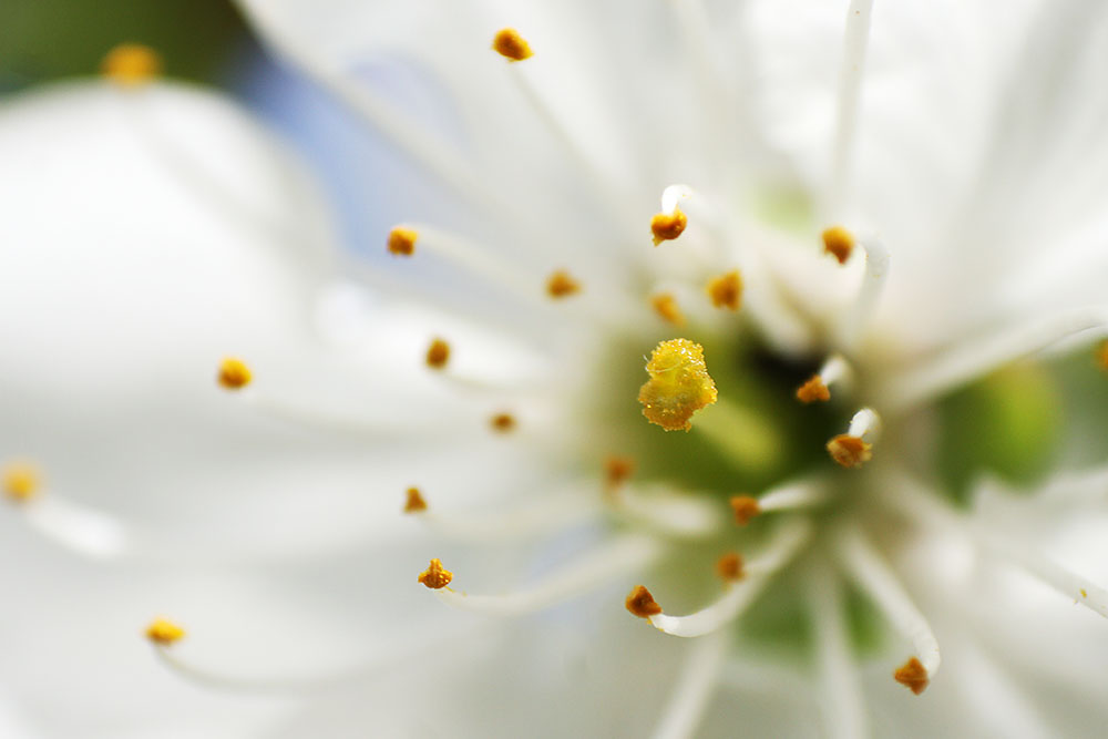 Stempel und Pollen