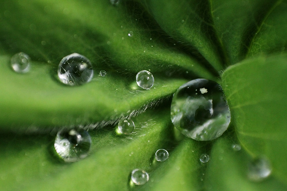 Wassertropfen im Bltterkelch