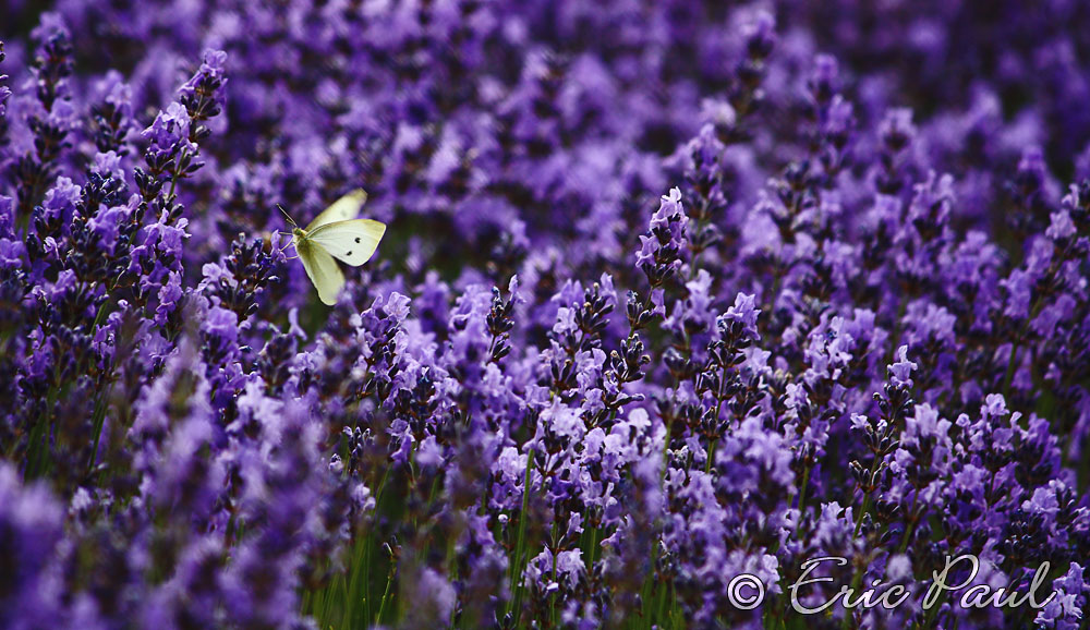 Schmetterling im Lavendel