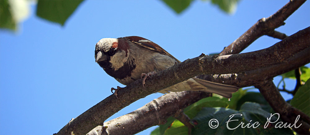 Neugieriger Spatz