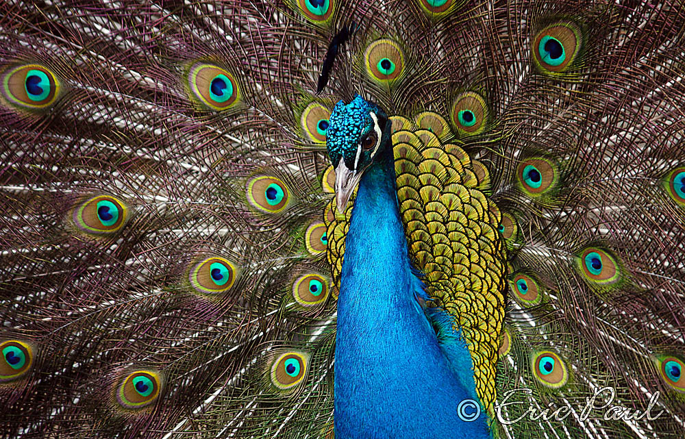 Pfau, mnnlich, ledig, jung sucht...