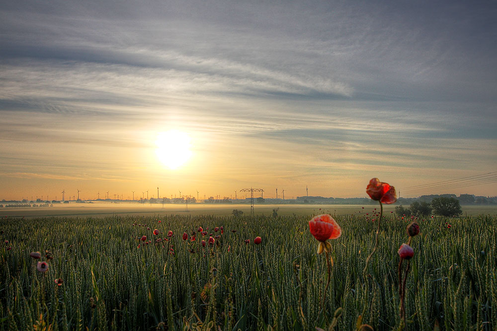 Sonnenaufgang im Juni