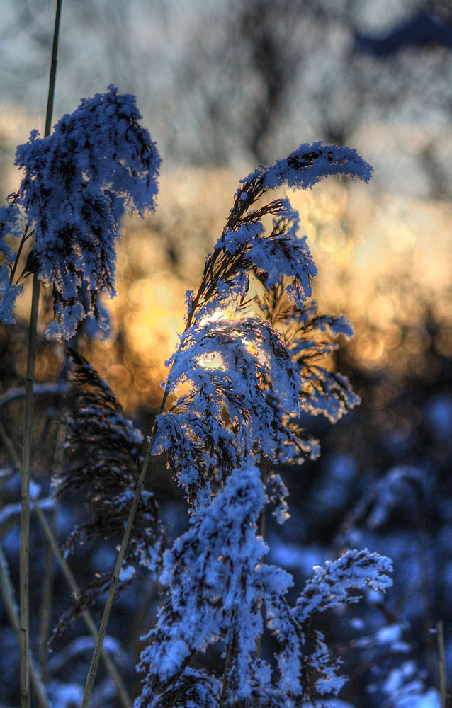 Binse im Schnee (Update)