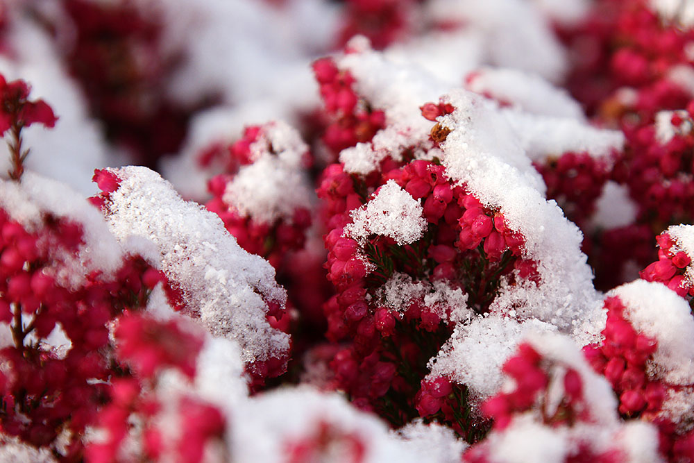 Blten im Schnee