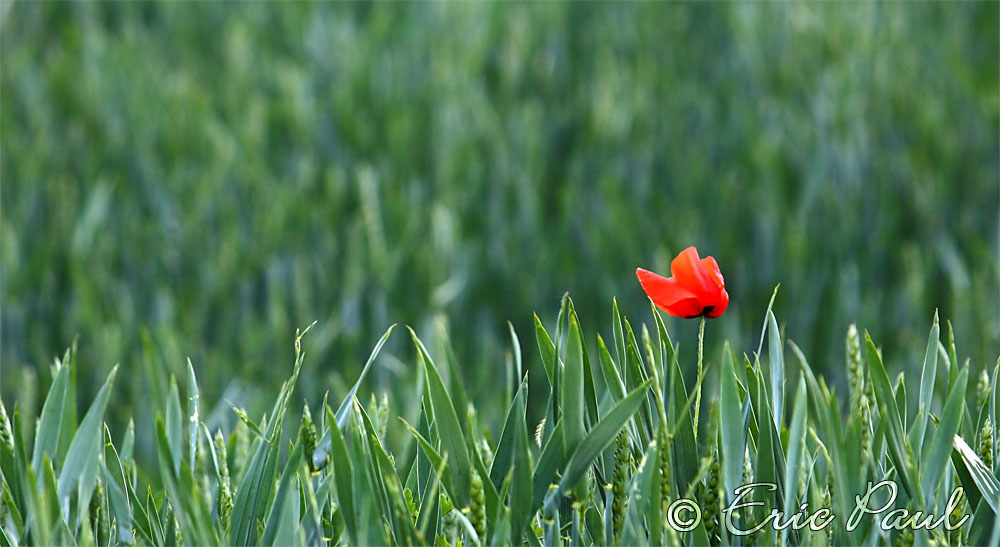 Mohn im Felde