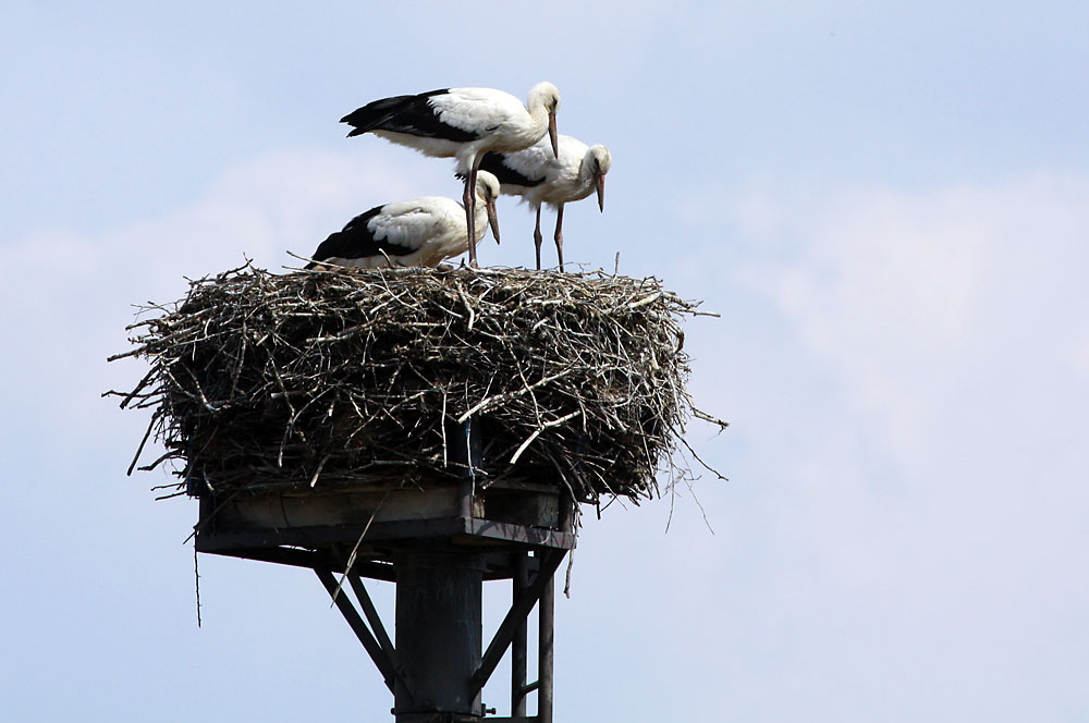 Storchennest in Rpersdorf