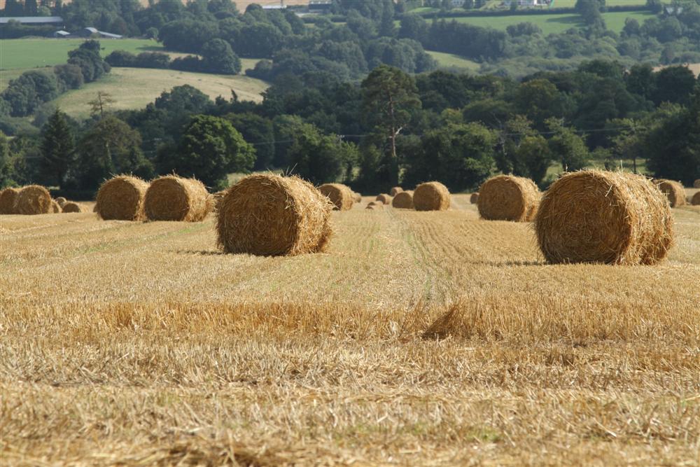 Feld mit Strohballen