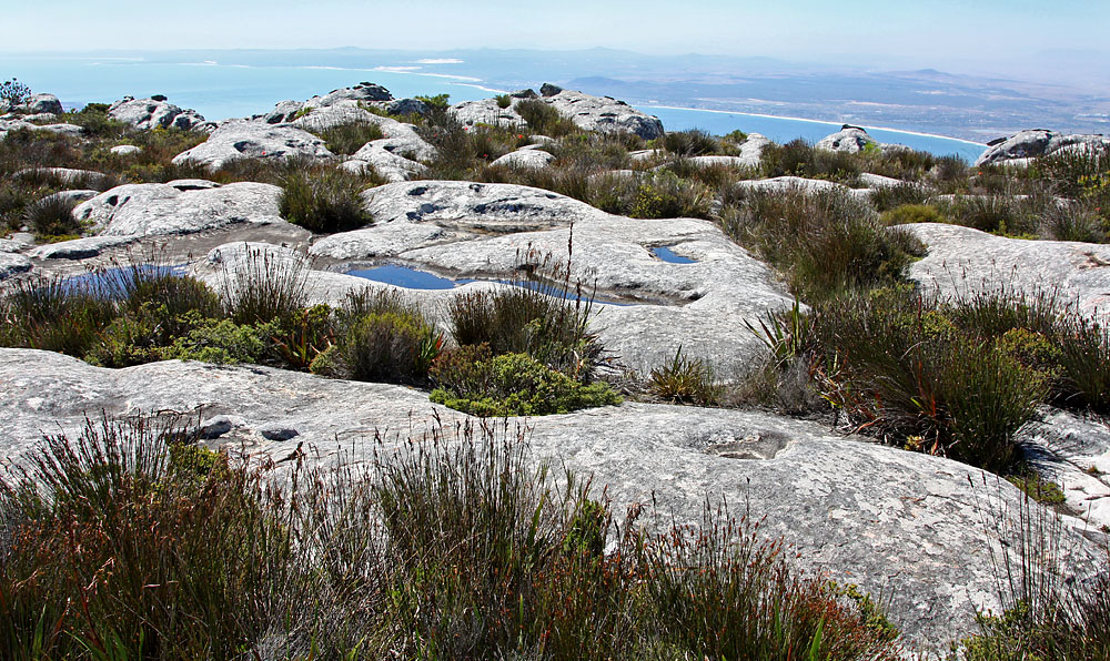 IMG 1325 - Auf dem Tafelberg