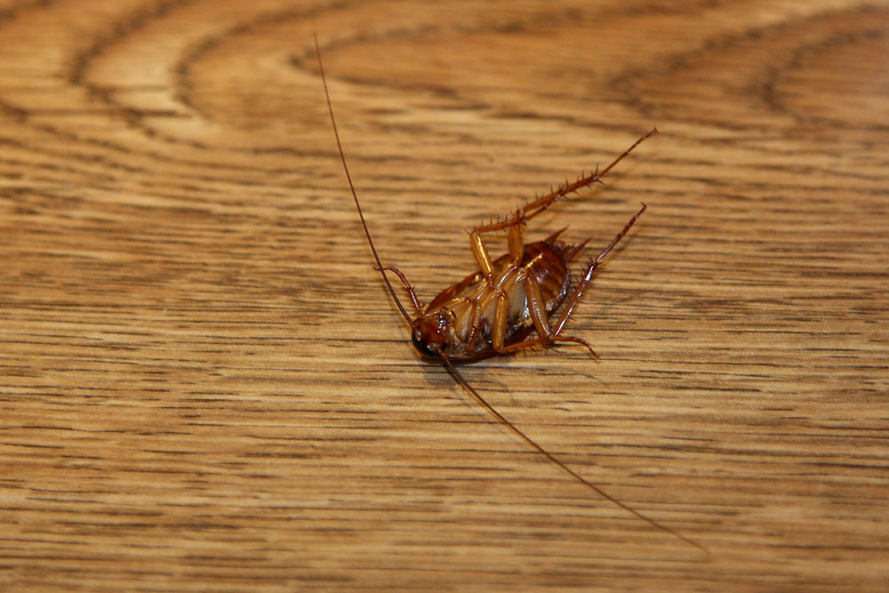 IMG 2658 - Cockroach... nice!