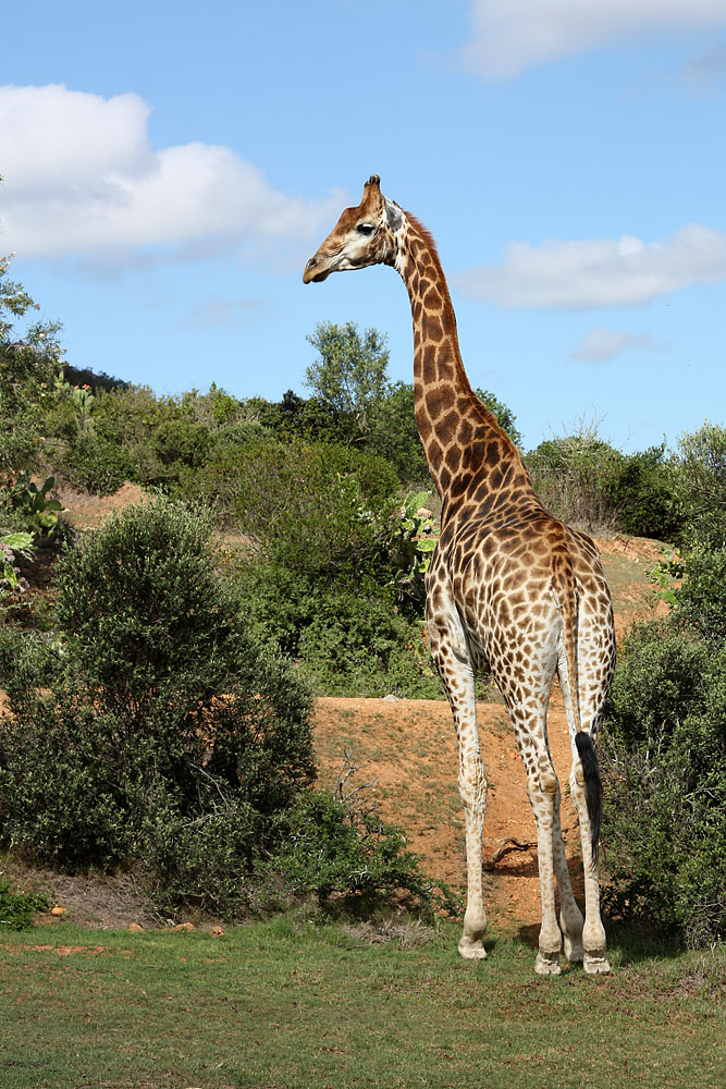 IMG 4527 - Giraffe