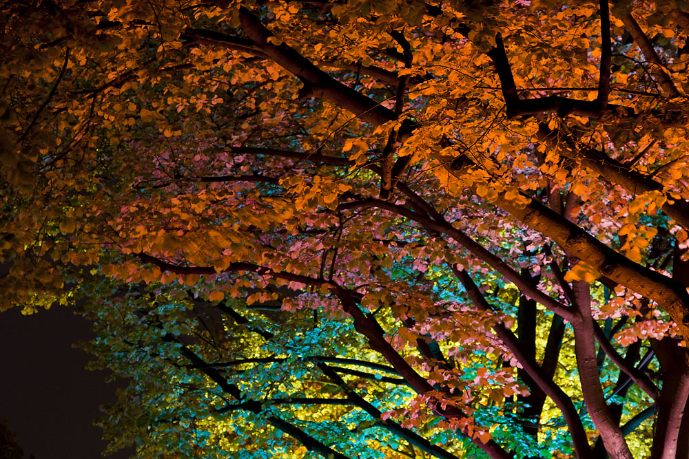 FestivalOfLights-2009 010