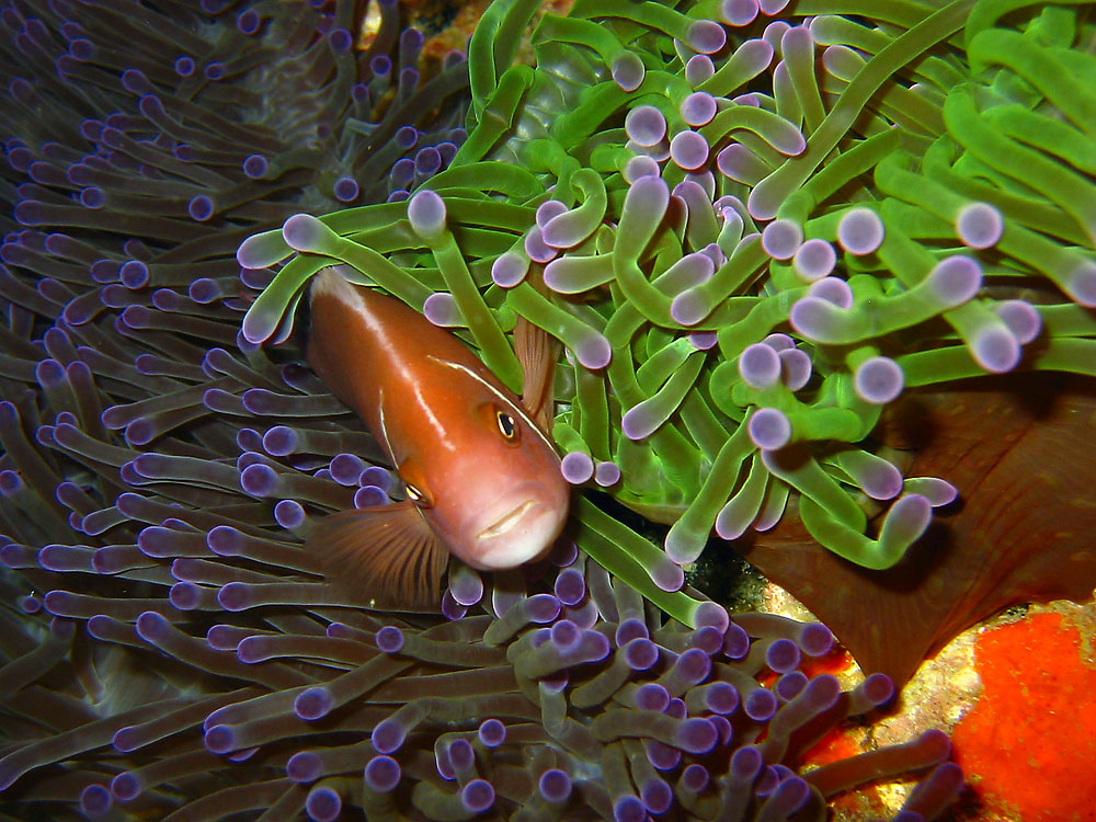 Anemonenfisch