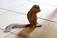 Ground Squirrel