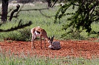 Auf Safari I - Springbock