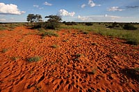 Roter Sand der Kalahari - Auf Safari III