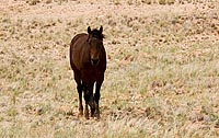 Wildes Pferd an der Route C 04