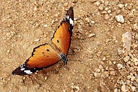 Schmetterlin IV