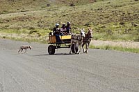 Desert Ferrari