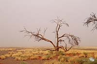 Toter Baum im Nebel