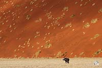 Oryx vor rotem Sand