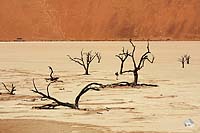 Dead Vlei I