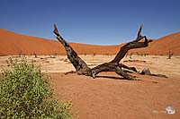 Dead Vlei II